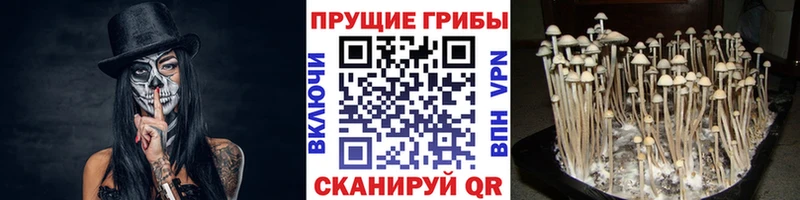Галлюциногенные грибы Psilocybine cubensis  купить   Ачинск 